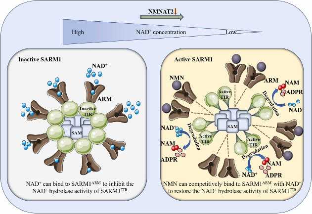 Mechanism of SARM1 activation by the NMNAT2-NAD-SARM1 signaling axis.jpg